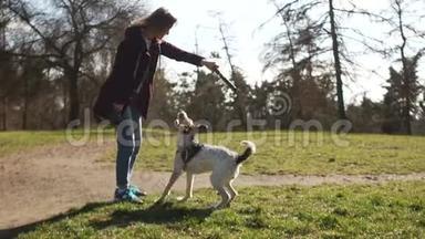 美丽的年轻女孩在公园里和她的邮<strong>狗</strong>玩棍子散步。 <strong>遛狗</strong>、照顾宠物、<strong>遛狗</strong>